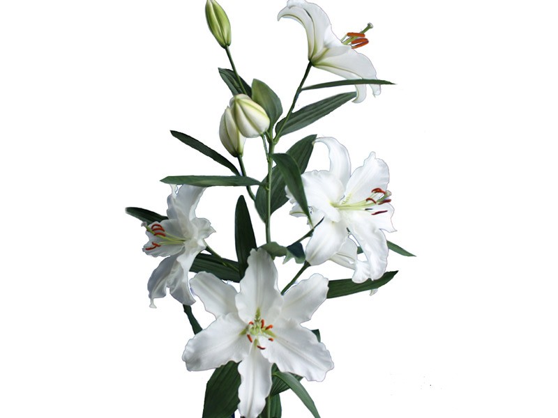 Λιλιουμ Or Caroline Tensen