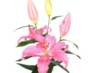 Λιλιουμ Or Catemaca