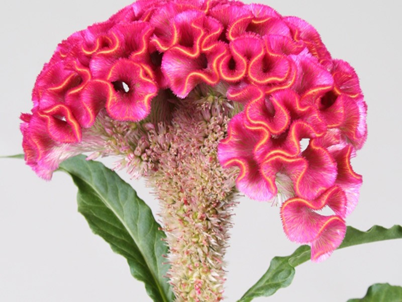 Σελόσια Act Rima Roze
