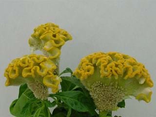 Σελόσια Bombay Sunshine