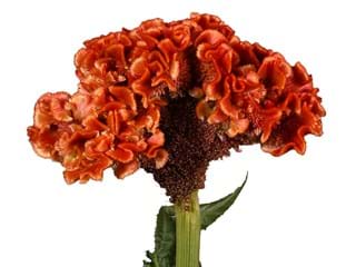 Σελόσια Brown