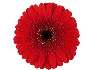 Ζέρμπερες Chalet