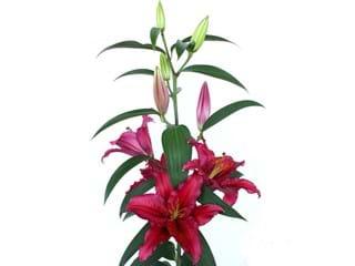 Λιλιουμ Or Chataeu Rouge