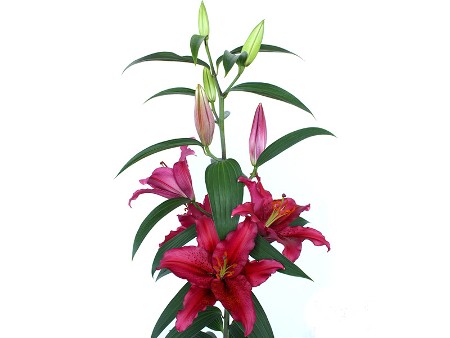 Λιλιουμ Or Chataeu Rouge