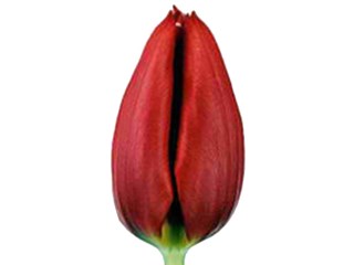 Τουλίπες Cheirosa