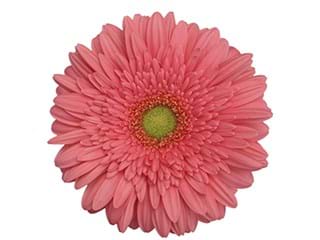 Ζέρμπερες Chipper