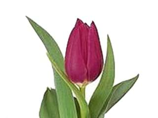 Τουλίπες Christmas Marvel