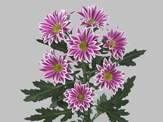 Χρυσάνθεμα Cirque