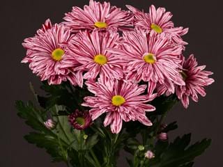 Χρυσάνθεμα Stellini