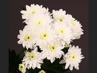 Χρυσάνθεμα Euro