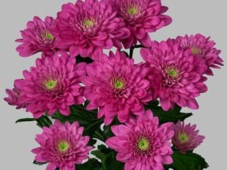 Χρυσάνθεμα Exopolis