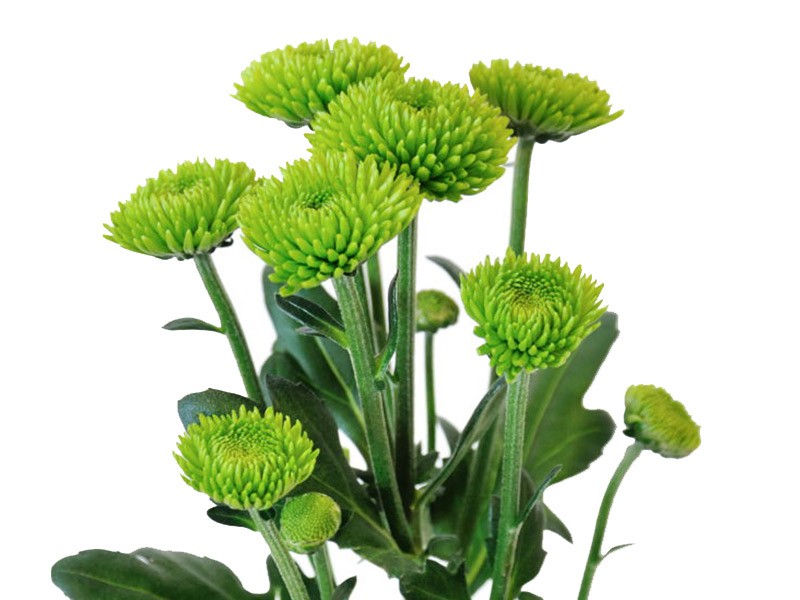 Χρυσάνθεμα Feeling Green