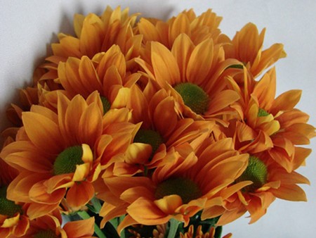 Χρυσάνθεμα Grand Orange