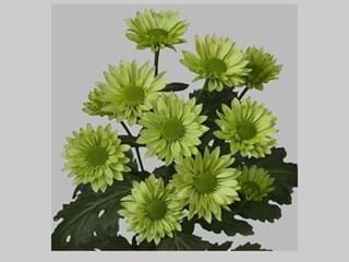 Χρυσάνθεμα Green Lizard