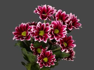 Χρυσάνθεμα Haydar