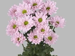 Χρυσάνθεμα Katinka