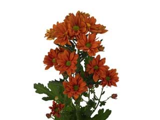 Χρυσάνθεμα Papaya