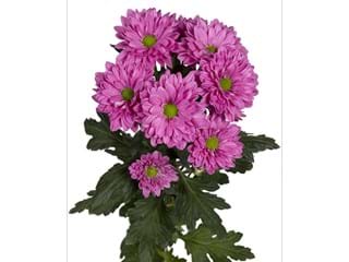 Χρυσάνθεμα Prada