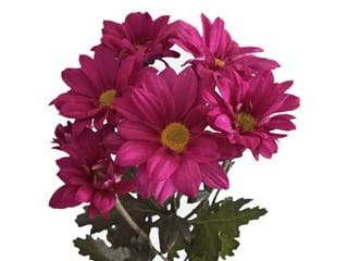 Χρυσάνθεμα Reagan Splendid