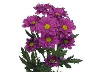 Χρυσάνθεμα Talitha