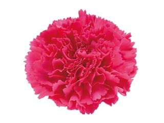 Γαρύφαλλα Cinderella