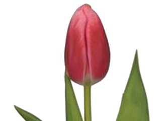 Τουλίπες Circuit Pink