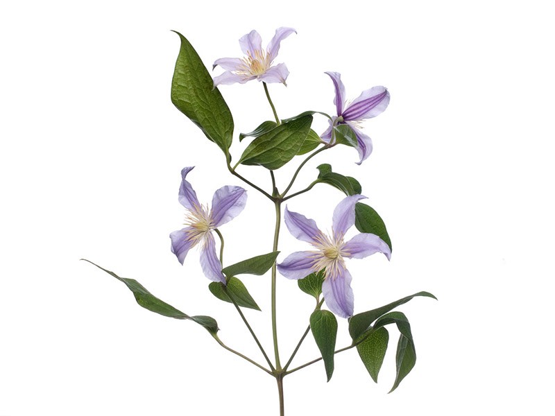 Clematis Inspiration