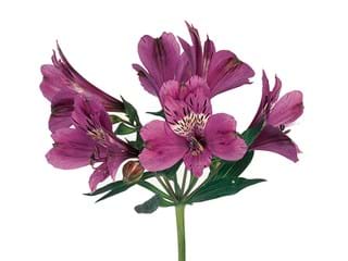 Αλστρομέρια Cleo