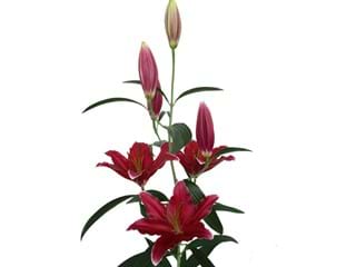 Λιλιουμ Or Cobra