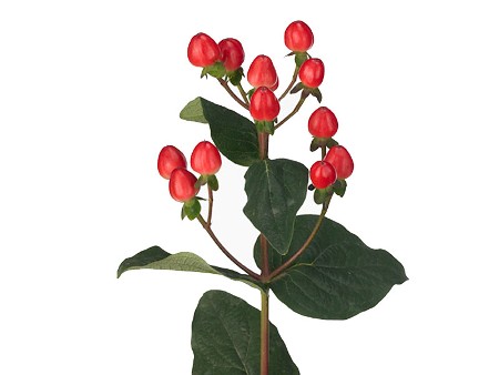 Hypericum Coco Avanti