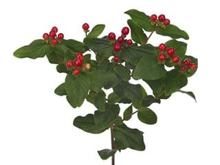 Hypericum Coco Brazil