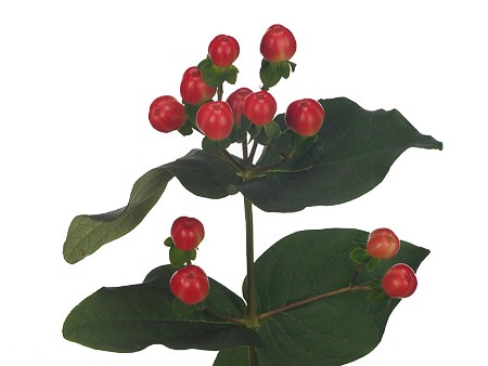 Hypericum Coco Tango