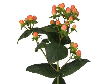 Hypericum Coco Yoko