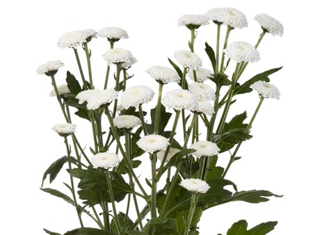 Χρυσάνθεμα Coconut