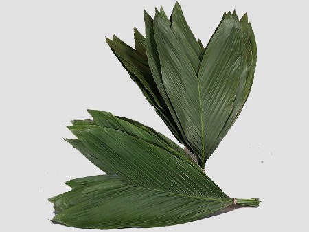 Cocos