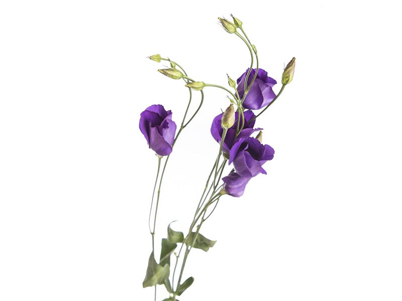 Λυσίανθοι Colorando