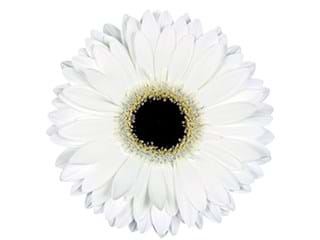 Gerbera White