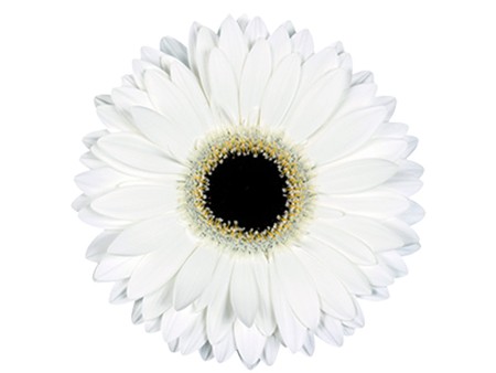 Ζέρμπερες White