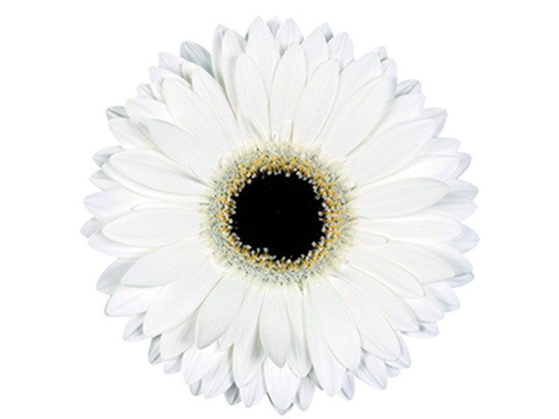 Ζέρμπερες White