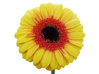 Gerbera Cornice