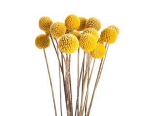 Κρασπέντια