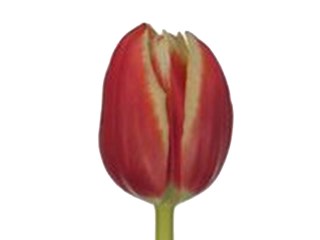 Τουλίπες Crispa