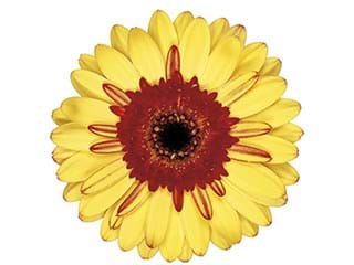 Ζέρμπερες Crossroad