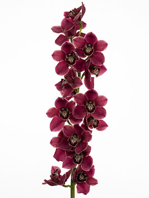 Cymbidium Linda
