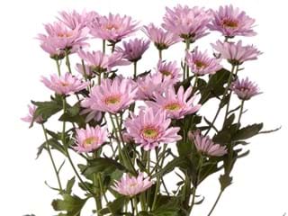 Χρυσάνθεμα Cupcake