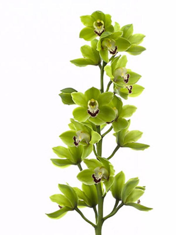 Cymbidium Anderson