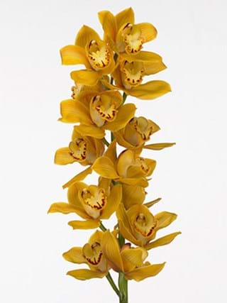 Cymbidium Bird