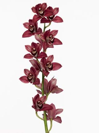 Cymbidium Blazing