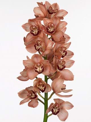 Cymbidium Brown