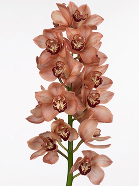 Cymbidium Brown